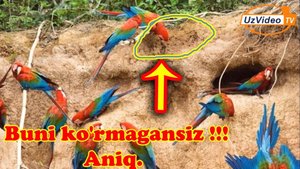 Ara to‘tiqushlari ertalab tuproq yeyishlari sababi topildi !!!