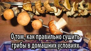 Как правильно сушить грибы в домашних условиях