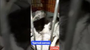 Новый котик Степан начал чувствовать свою силу. Но драк в прайде быть не должно. Присекаем.