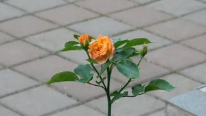 19=09=2025  кмр   (38)