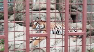 Тигричка Сима становится все красивее и красивее.МинЗоо 13 сентября.