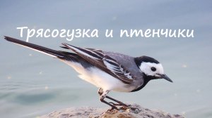 Трясогузка и птенчики. Записки Помещика