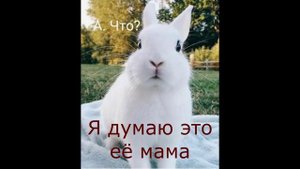 Муся и моя кошачья история