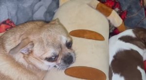 Всем самой доброй ночи и самых добрых снов.