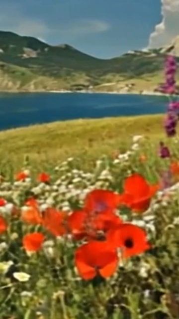 ЦВЕТЫ У МОРЯ / Крым #жизньнаморекрым #море #крым смотреть онлайн