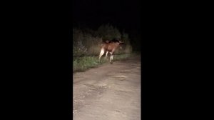 Битва лосей на гону! Лоси дерутся за самку и отстаивают территорию.