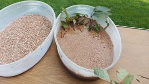 Черенкую Метельчатую Гортензию "Меджикал Фаер "