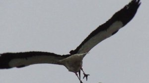 Белый аист летит