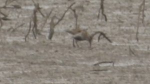 Чернозобик, наблюдение птиц в Новгородской области, 20 сентября 2025