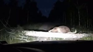 Наши Медведи !!!