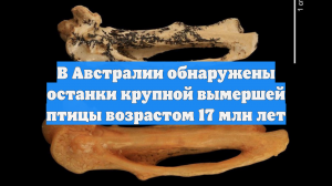 В Австралии обнаружены останки крупной вымершей птицы возрастом 17 млн лет