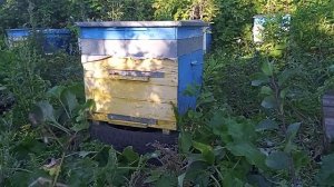 Состояние ПАСЕКИ после откачки подсолнечного меда