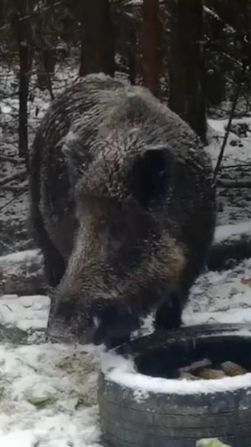 Огромный кабан