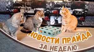 Новости прайда за неделю.