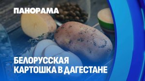 День белорусского драника в Дагестане. Панорама