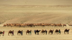 1000 верблюдов и 1000 погонщиков такой караван прошёл близ поселка Акши Алматинской области