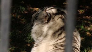 Бенгальский тигрёнок Кови где хочет там и спит 17.09.2025