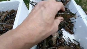 Австралийский красноклешневый рак (АККР)