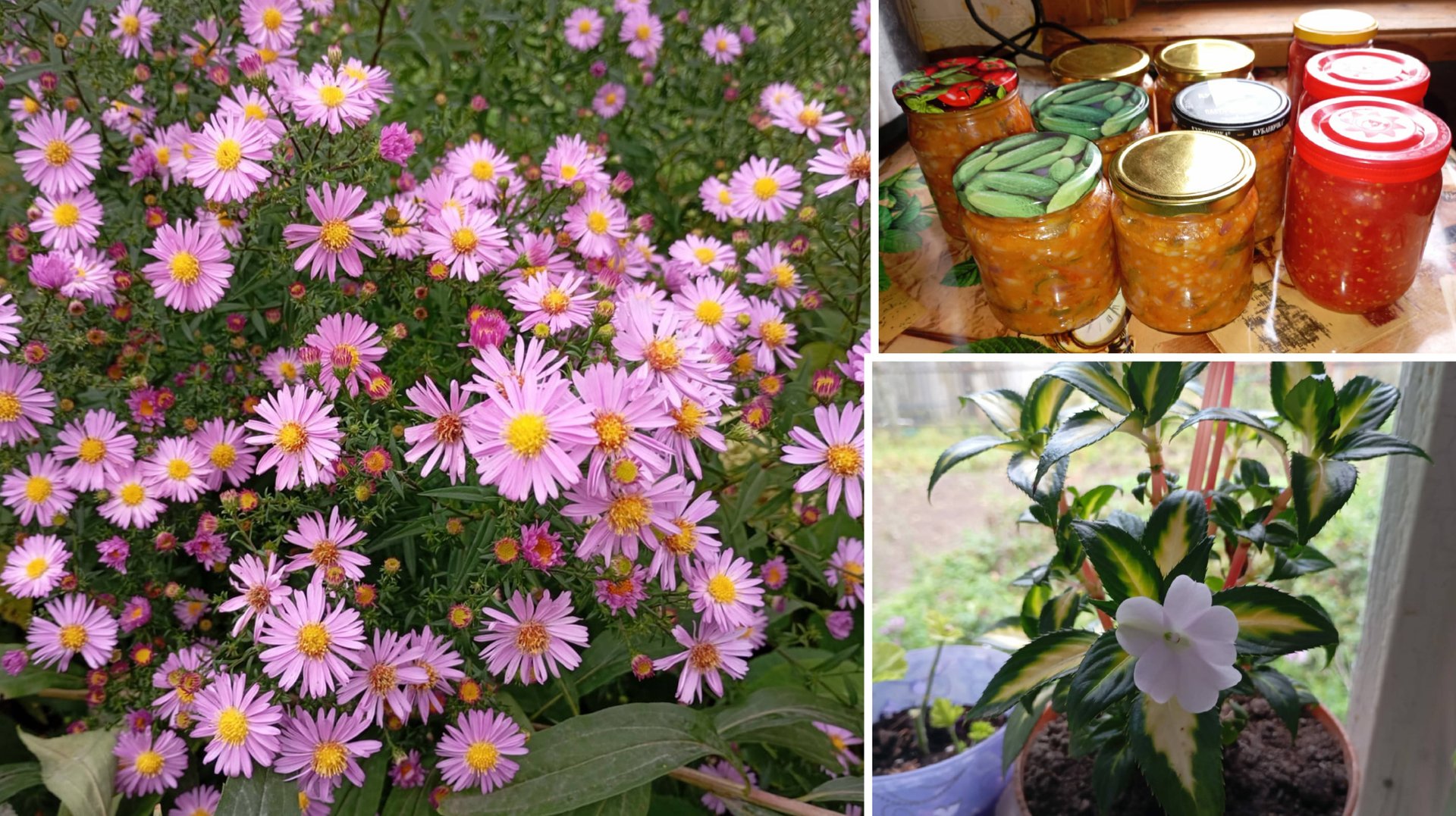 Сентябрь. Цветы🌼 готовлю рассольник на зиму смотреть онлайн