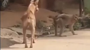 Обезьяна и собака.