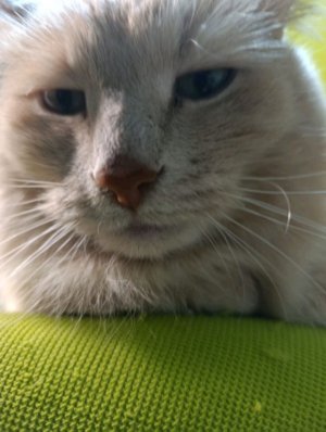 мими