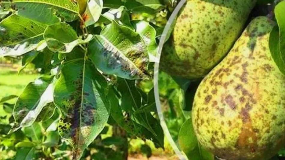 Спасаем грушу от парши и ржавчины. Проверенные препараты