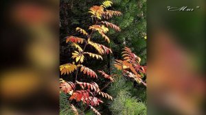 "ФОТОВЗГЛЯД", Миг... Фото А. Шведун, автор проекта О. Дзиов