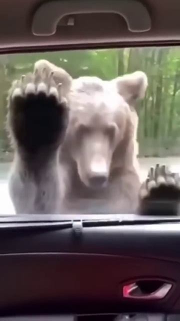 ТАКОГО от медведя никто не ожидал.ПРИКОЛ