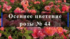 Осеннее цветение розы № 44