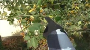 Обрезка плетистой розы осенью. Уход за розами осенью