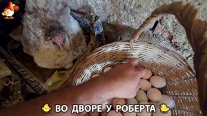 Содержание кур в домашних условиях и других птиц во дворе у Роберта 🐣🐤🦆🐔🪿🦃 (250)