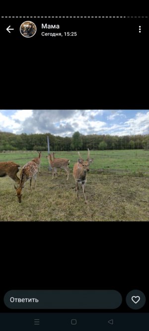 Трансляция.