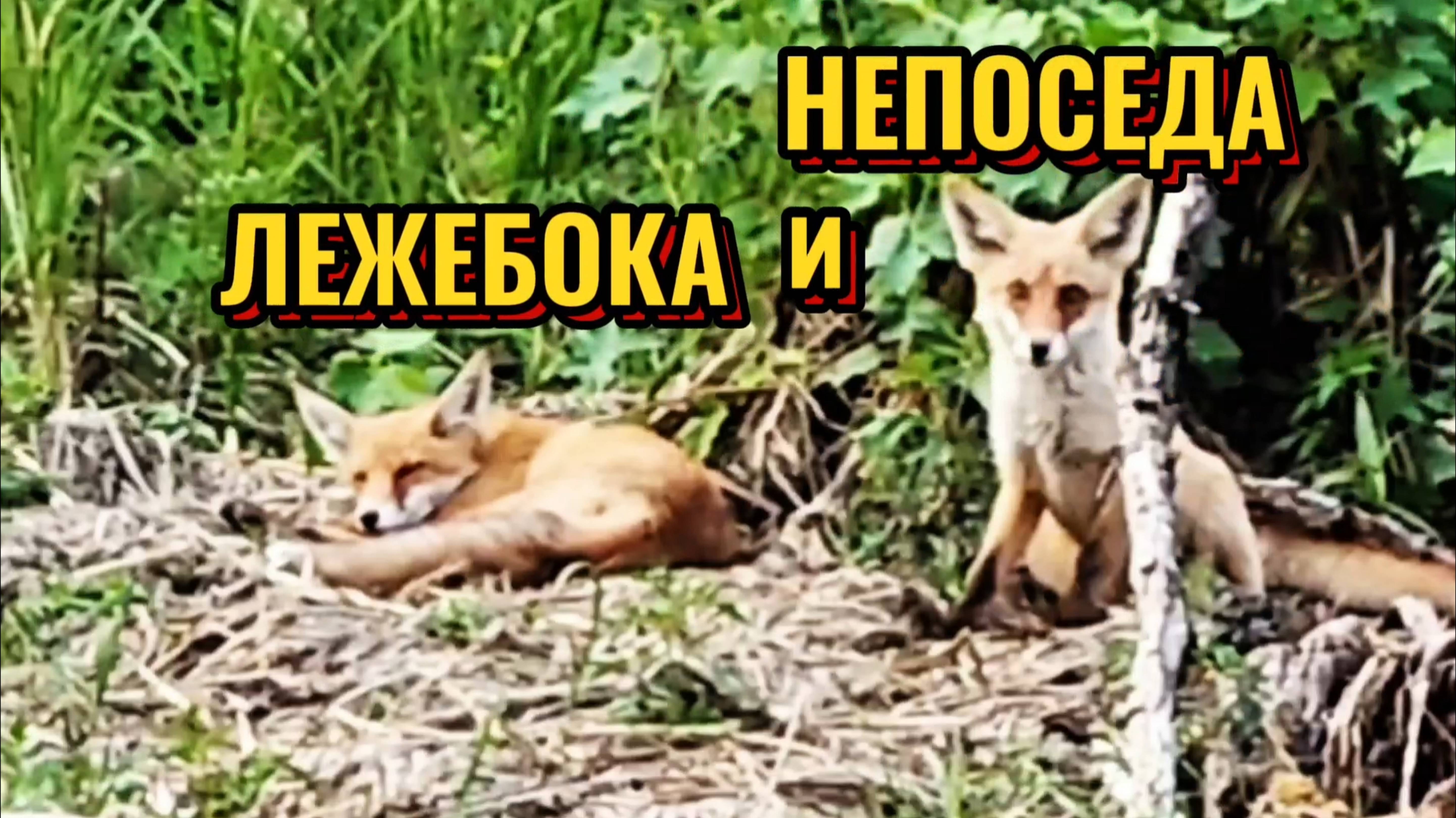 НЕПОСЕДА и ЛЕЖЕБОКА.