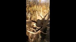 Смерть лосей в результате гона. Два быка сцепились рогами и погибли. Страшные последствия гона лосей