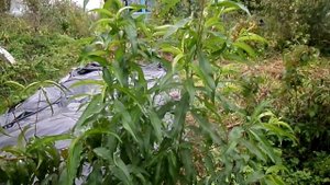 ПЕРСИК ЭТО ПЛОД ДОЛГОЛЕТИЯ