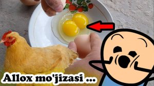 Tovuq Egizak tuxum qo'ydi - Qoraqalpoqiston !!!