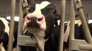 Достижения молочной отрасли региона на примере Толмачевского молочного завода