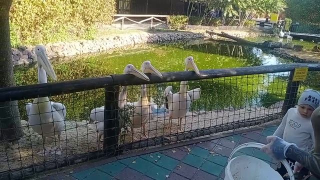 Пелики!