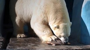 Белая медведица Герда перед кормлением живой рыбой поела мясо, а Кай дождался живой рыбы.
