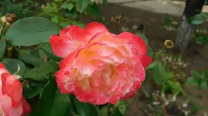 19=09=2025  кмр   (6)