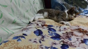 Анимал реалити Кот