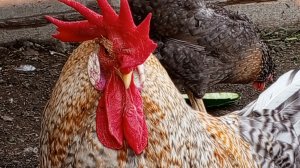 VLOG: Доделываем курятник. Утепление и освещение курятника.