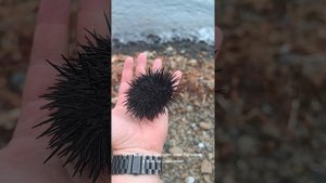 путешествие на остров Монерон