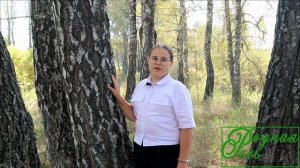 С. Есенин "Берёза"