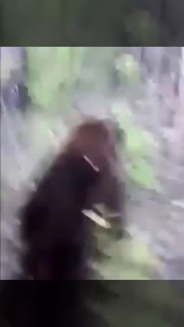 НИКОГДА так не ШУТИ с медведем