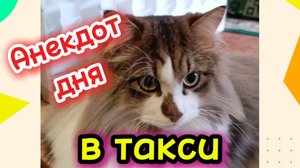 Анекдот дня. Кошки с озвучкой.