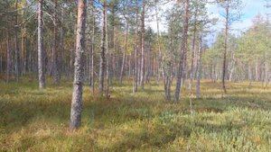 Клюква, наша северная ягода.