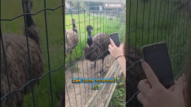 Дай Ципе позвоню!? А!?  Let me call Tsipa!? Huh!? #jfpro #ии #страус #природа #зоопарк #zoo