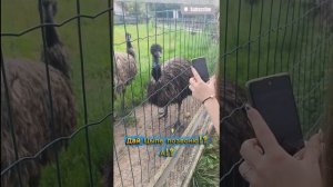 Дай Ципе позвоню!? А!?  Let me call Tsipa!? Huh!? #jfpro #ии #страус #природа #зоопарк #zoo