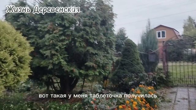 Обрезка туи в сентябре 2025